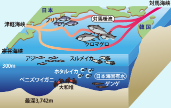 日本海模式図