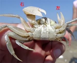 スナガニ調査ハンドブック 日本海海岸生物ウェブサイト