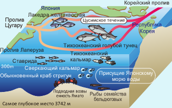 Схематическое изображение Японского моря